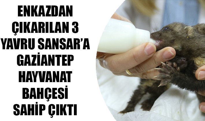 ENKAZDAN ÇIKARILAN 3 YAVRU SANSAR’A GAZİANTEP HAYVANAT BAHÇESİ SAHİP ÇIKTI