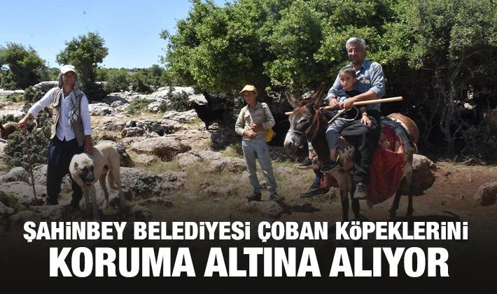 ŞAHİNBEY BELEDİYESİ ÇOBAN KÖPEKLERİNİ KORUMA ALTINA ALIYOR