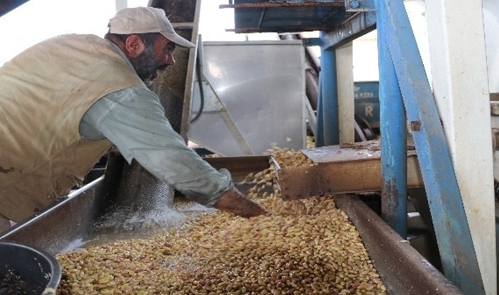 Fıstıkta ‘Kavlatma' mesaisi başladı