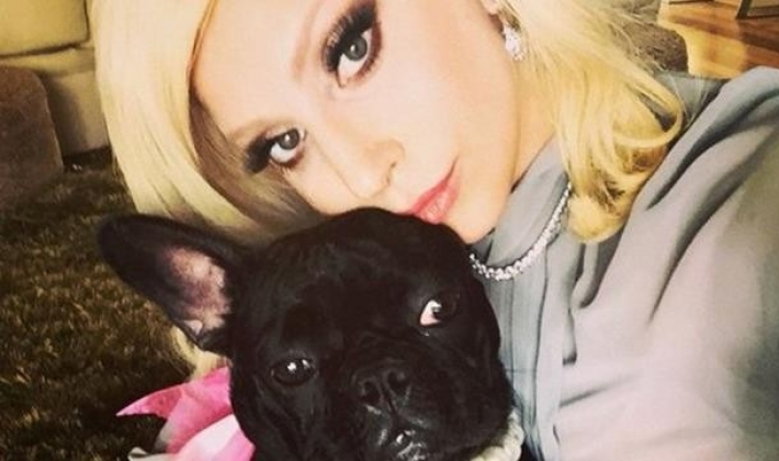 Köpekleri kaçırılan Lady Gaga, geri getirene ödül vaat etti